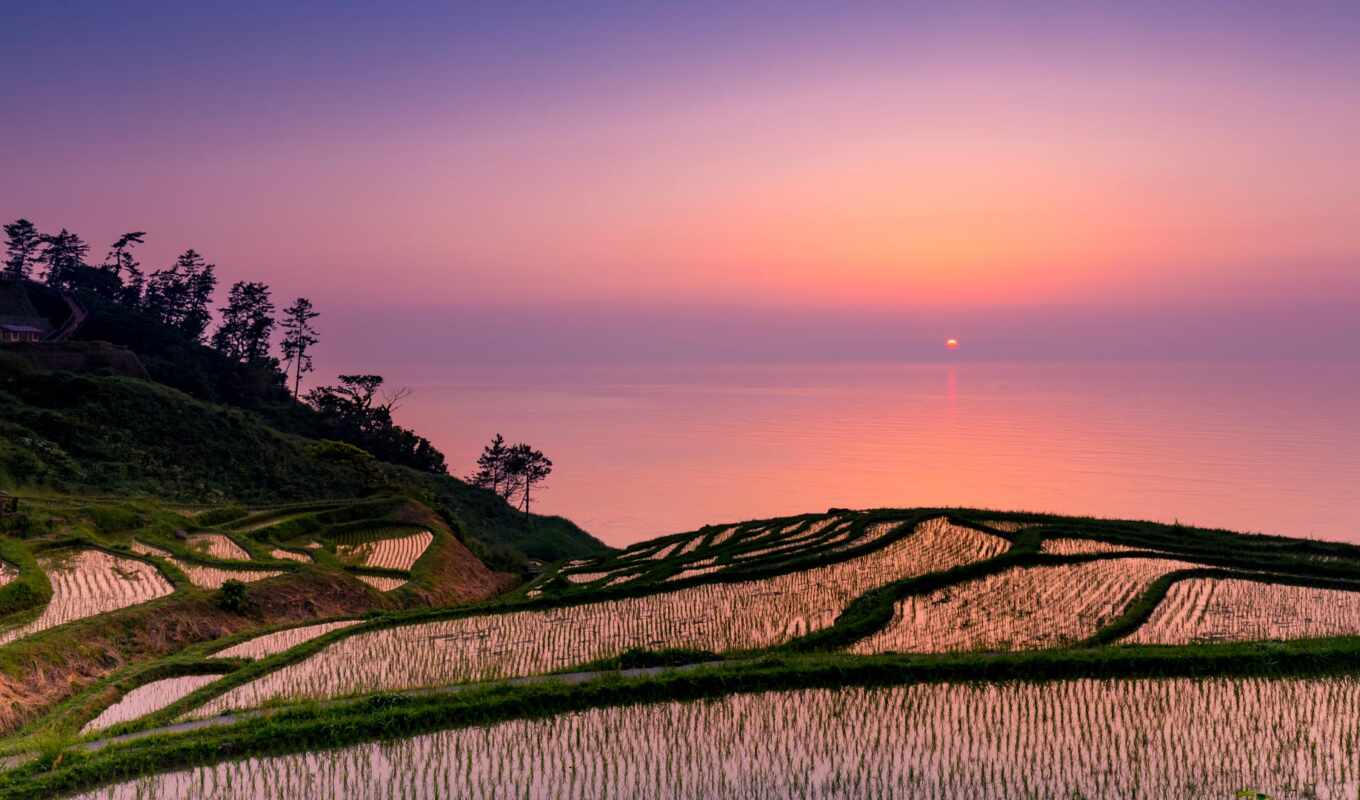 sunset, field, rice