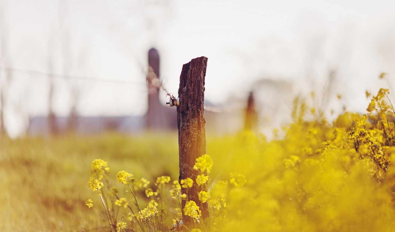 nature, flowers, field, yellow, fence, depth