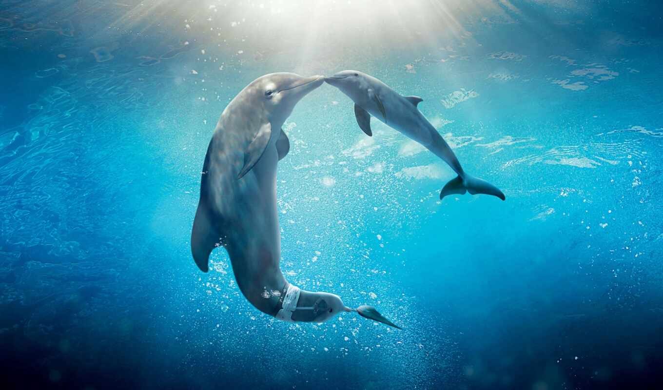 android, background, for, screen, fund, free, image, dolphins