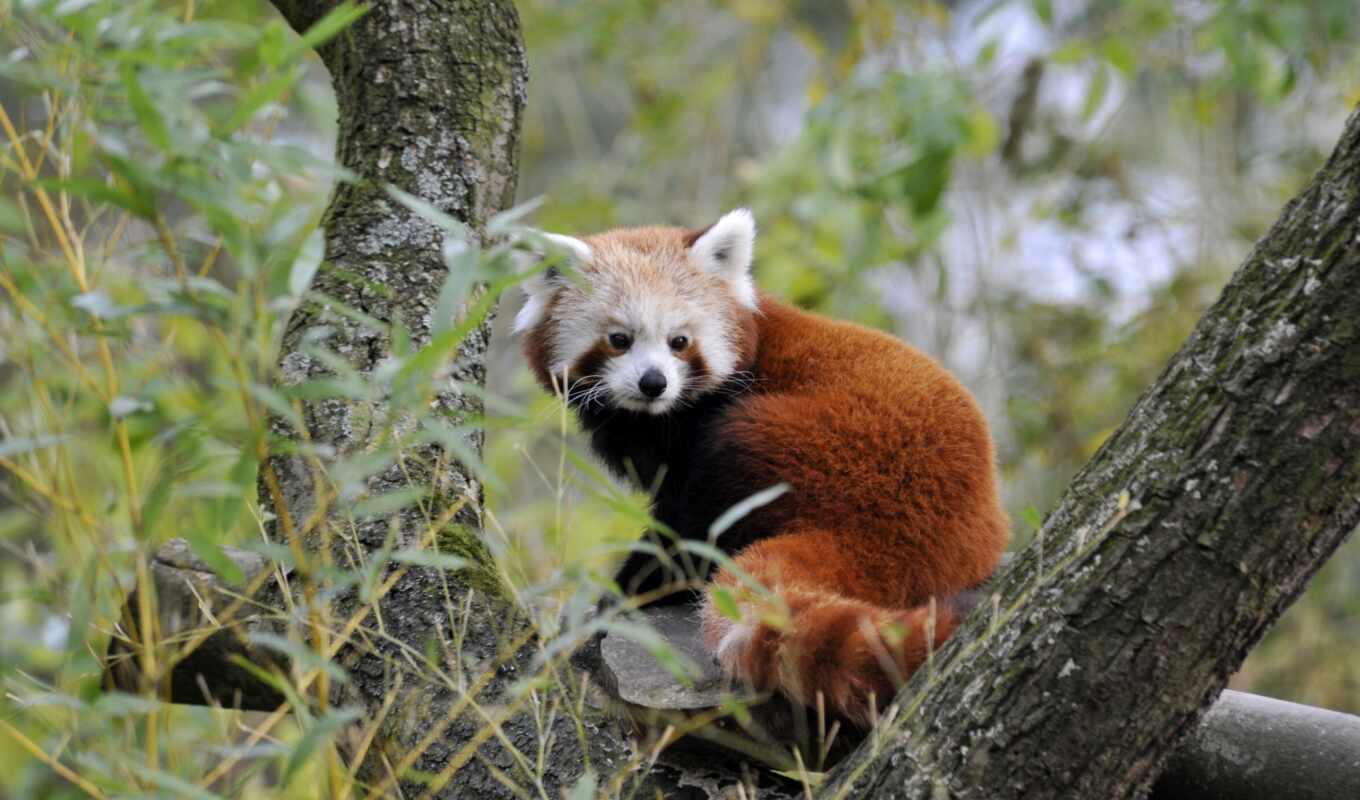 red, panda, bright, high quality