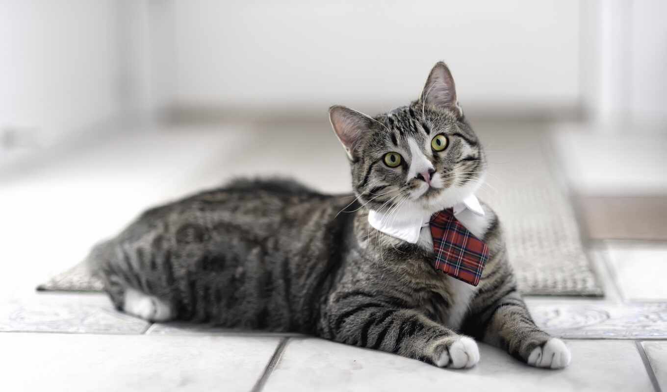кот, кошки, ошейник, взгляд, домашняя, морда, галстуке, белая, everything, 
