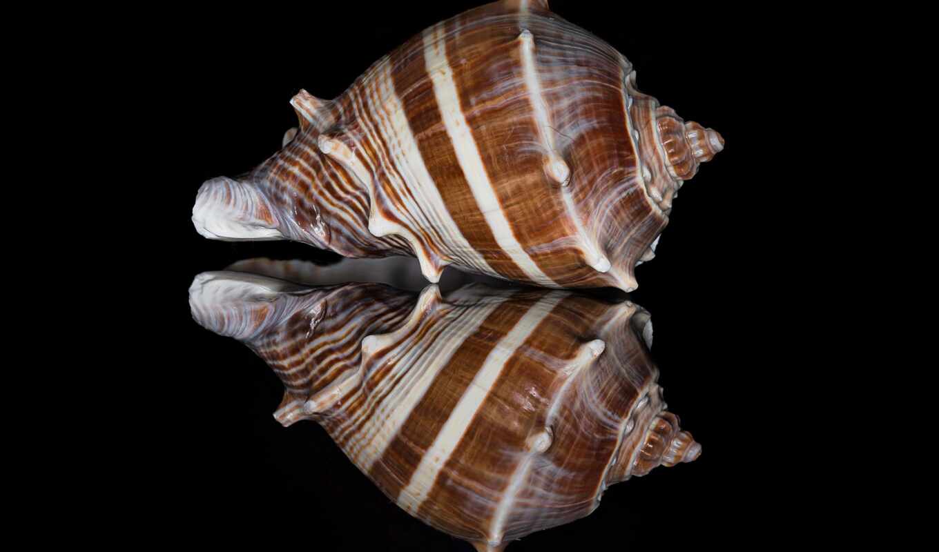 shell, море