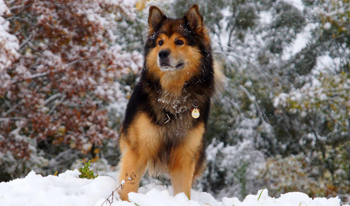 black, собака, браун, animal, шпиц, german, снег, собака, животное, salmo, funpot
