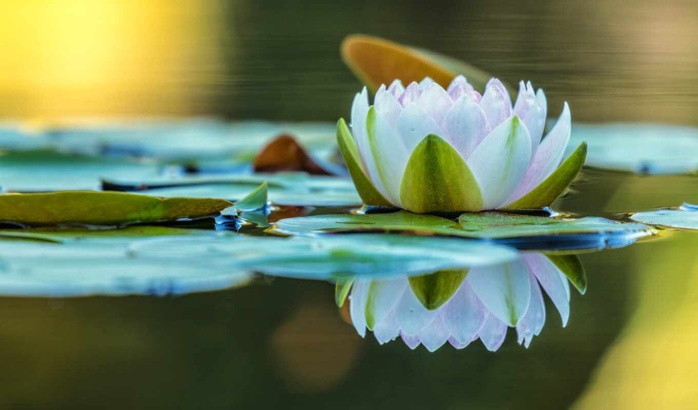 lake, nature, flowers, water, mirror, subject matter, pond, reflection, lily, leaf, nymphaeum