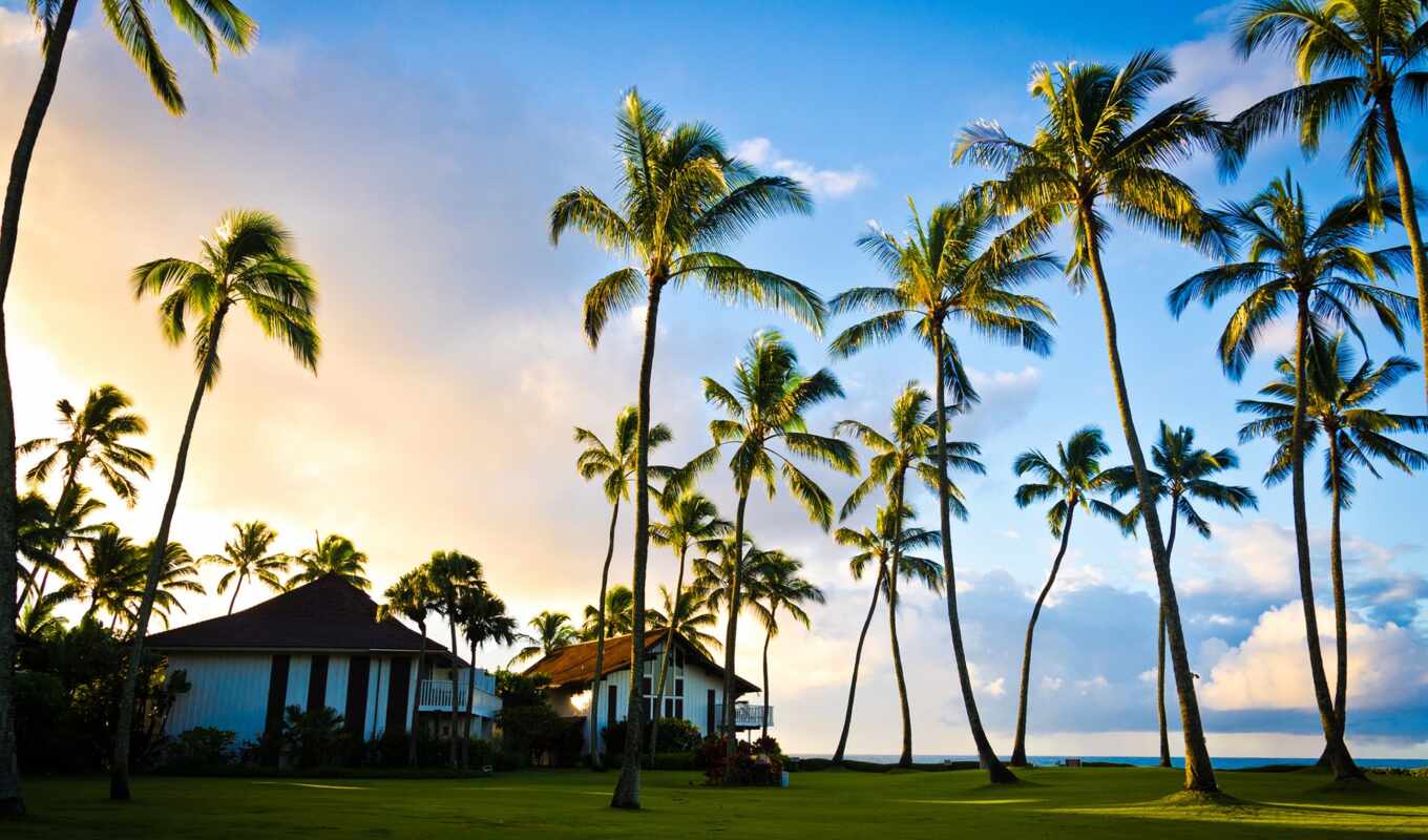 стена, summer, house, home, дерево, пляж, palm, scenery, плакат, hawaii, декор