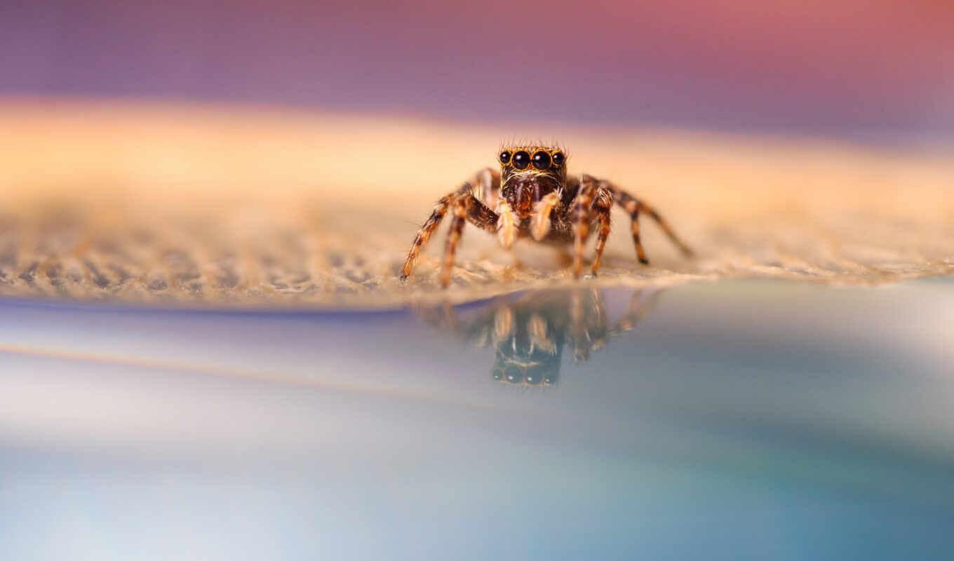 spider, arachnid