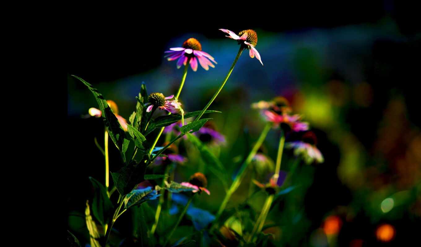 flowers, purple, pink, flowerbed