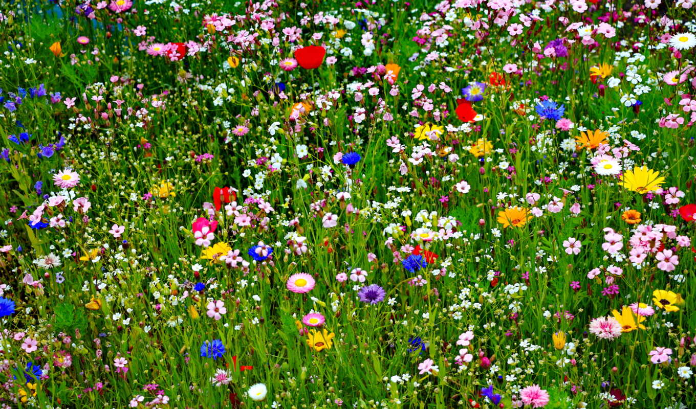 nature, flowers, picture, field, flores, tulips, meadow, many, slova, flora, petals