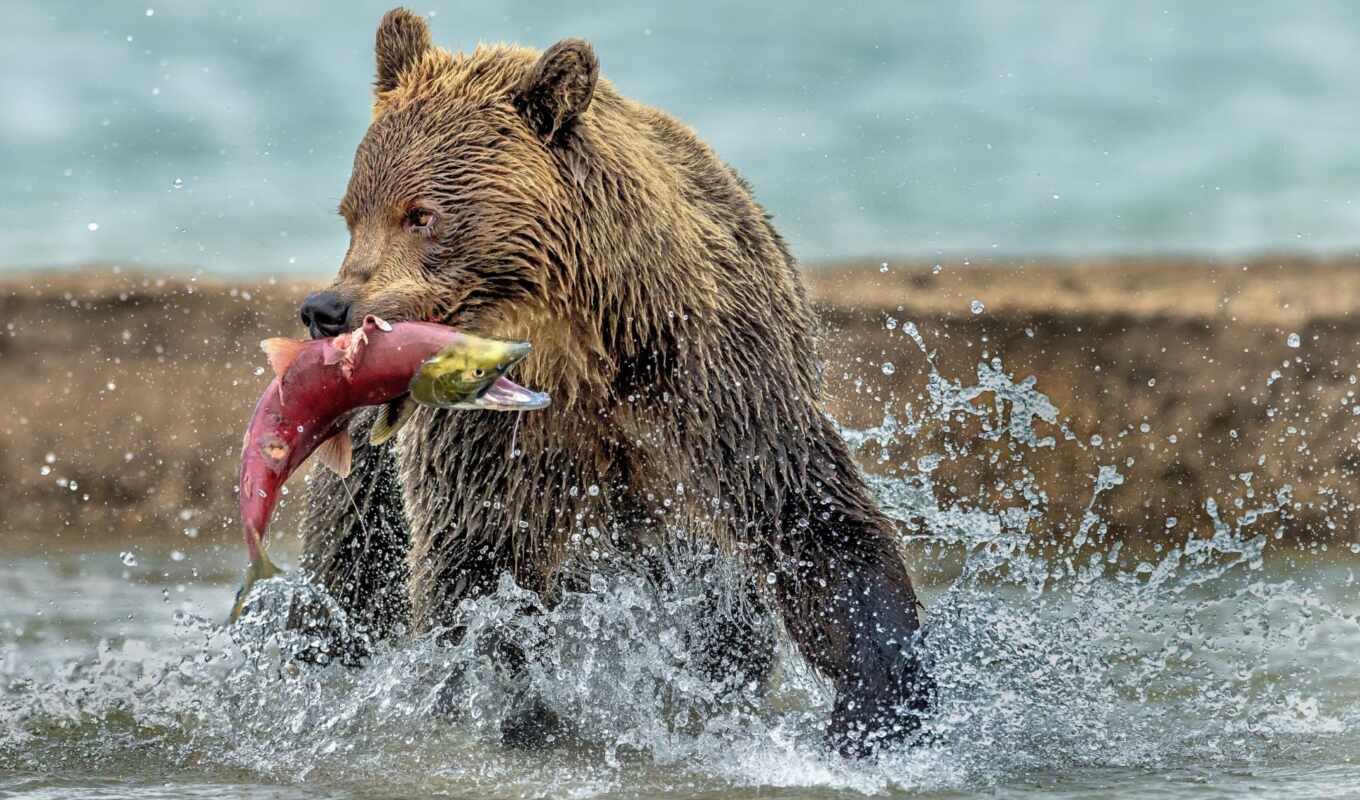 red, water, медведь, animal, fish, wet, extraction, catch, мишка