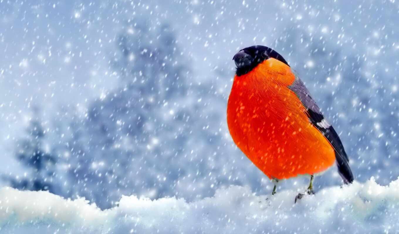 снег, winter, птица, клюв, снегирь