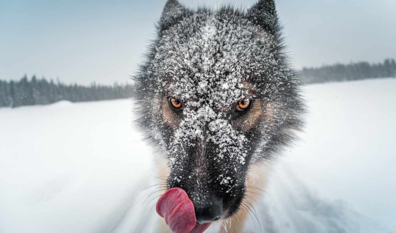 природа, white, картинка, animal, волк, permission