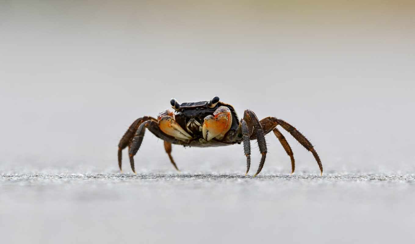 crab, ракообразный