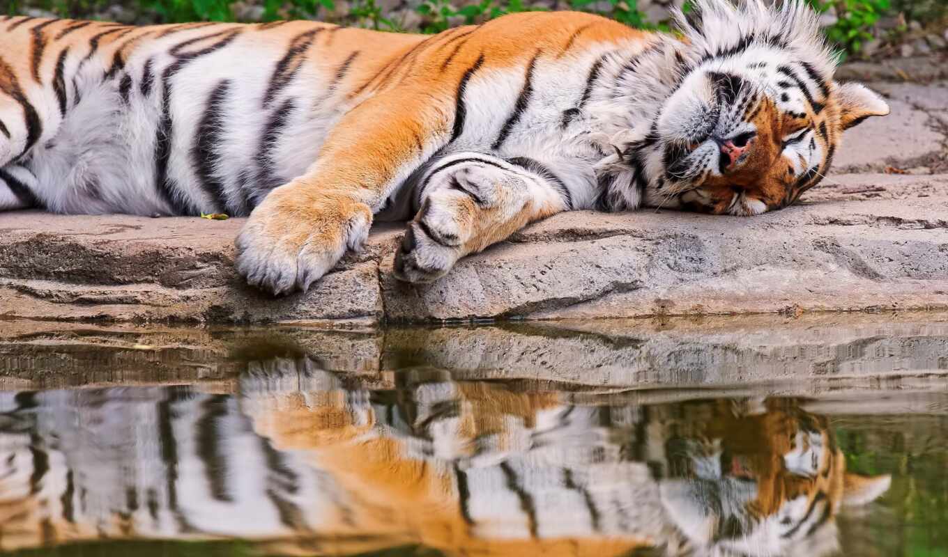 картинку, картинка, вода, лежит, тигр, спит, отражение