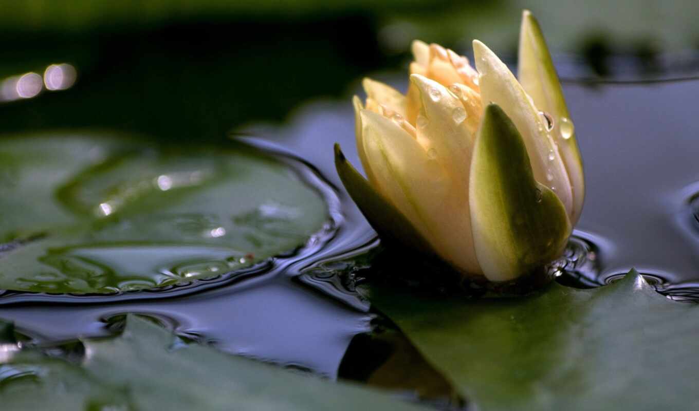 lake, nature, picture, picture, white, drops, leaves, water, petals, flower, pond, surface, lily