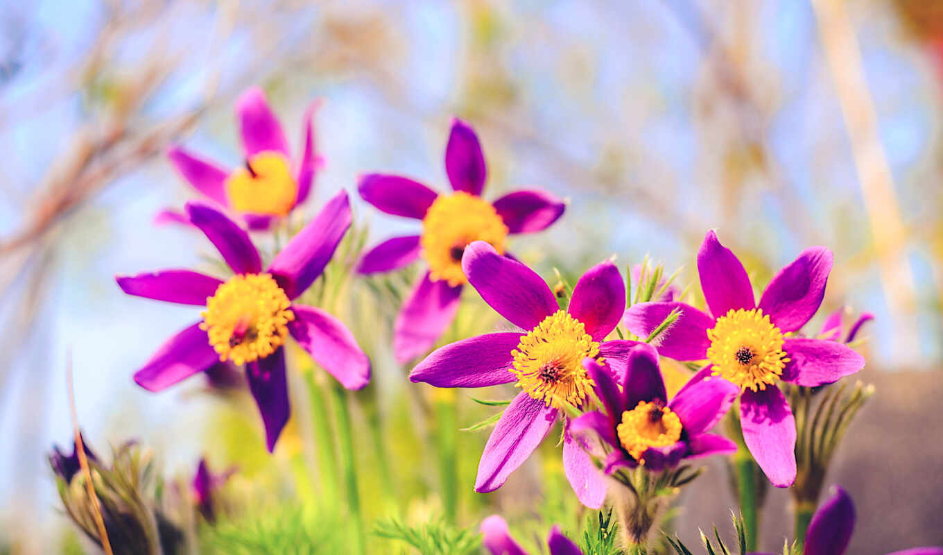 природа, музыка, free, flowers, весна, bokeh