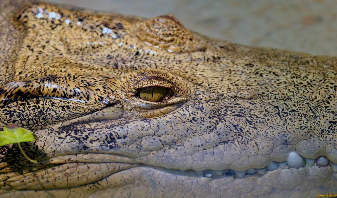 крокодил, соленая вода
