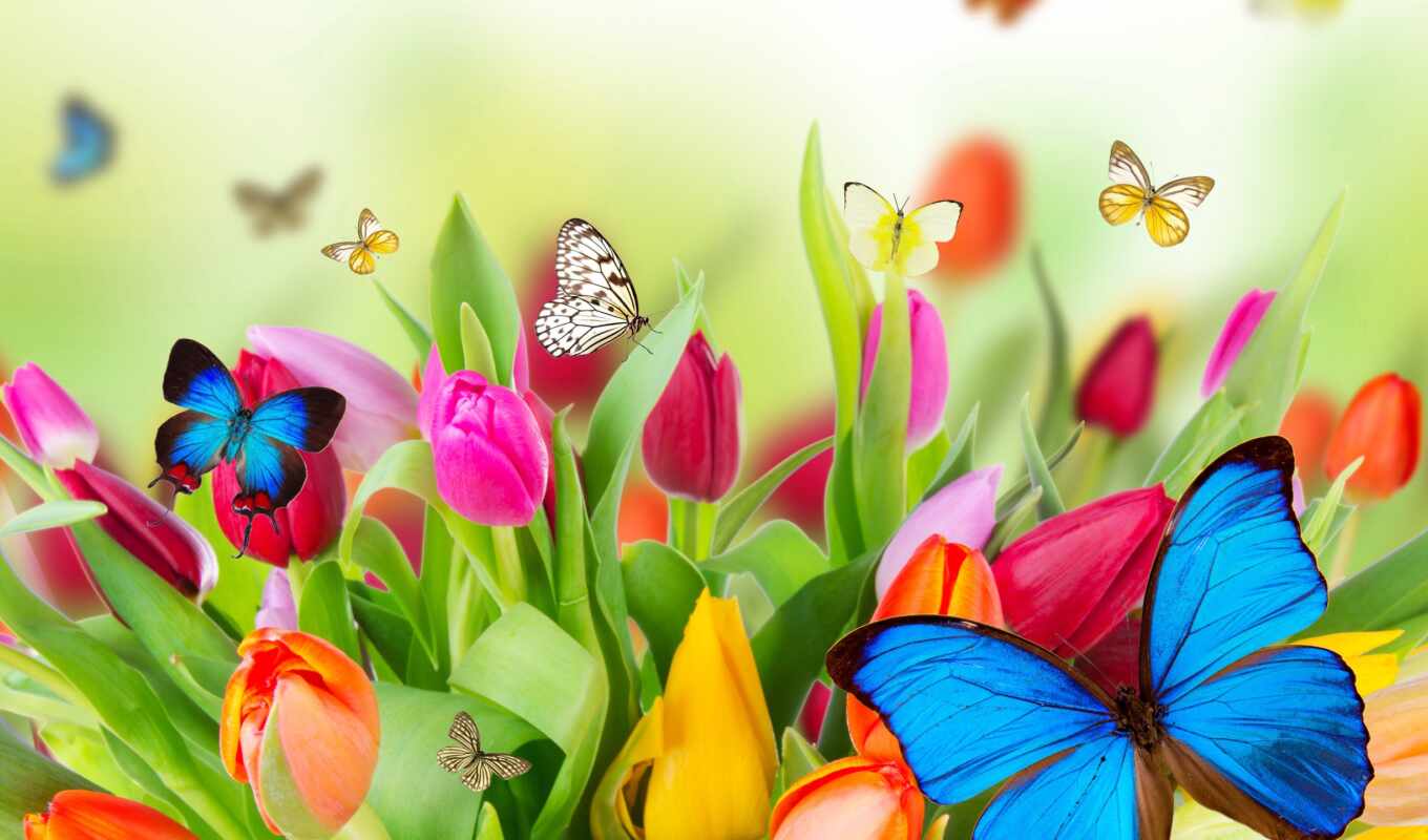 цветы, краска, бабочка, тюльпан