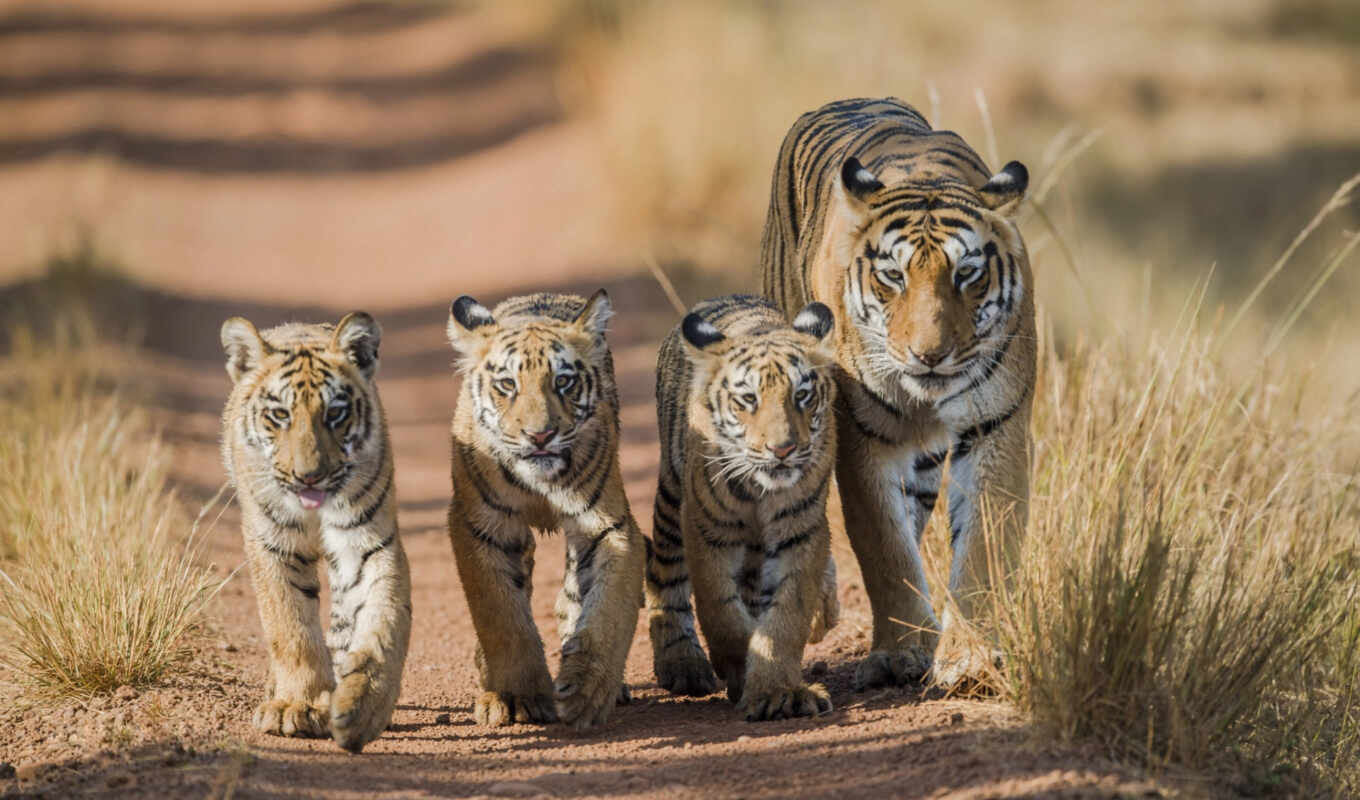 lion, тигр, детёныш, puma, тигрица, быть, тигр, тигрёнок, животное, тигрица, levyi