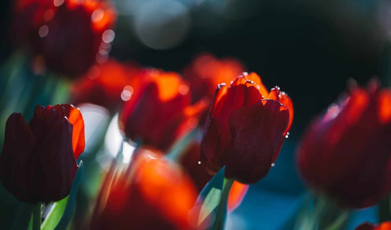 flowers, day, tulip, lovely, predposylka