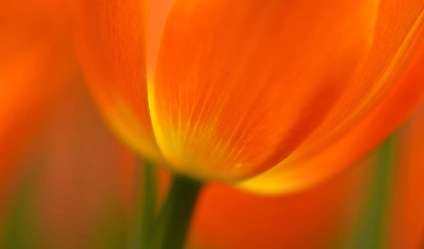 цветы, оранжевый, тюльпан, заставок