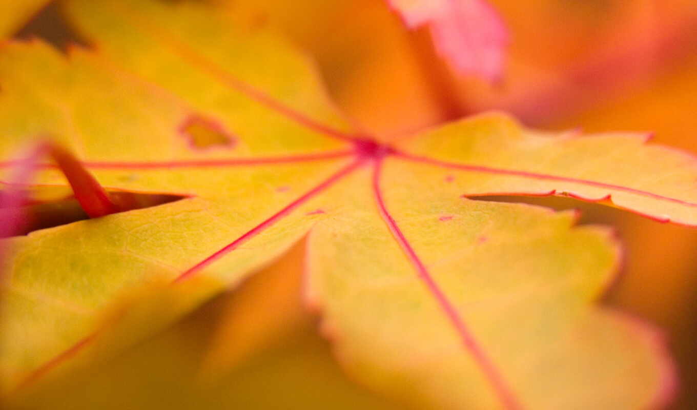 sheet, autumn, maple
