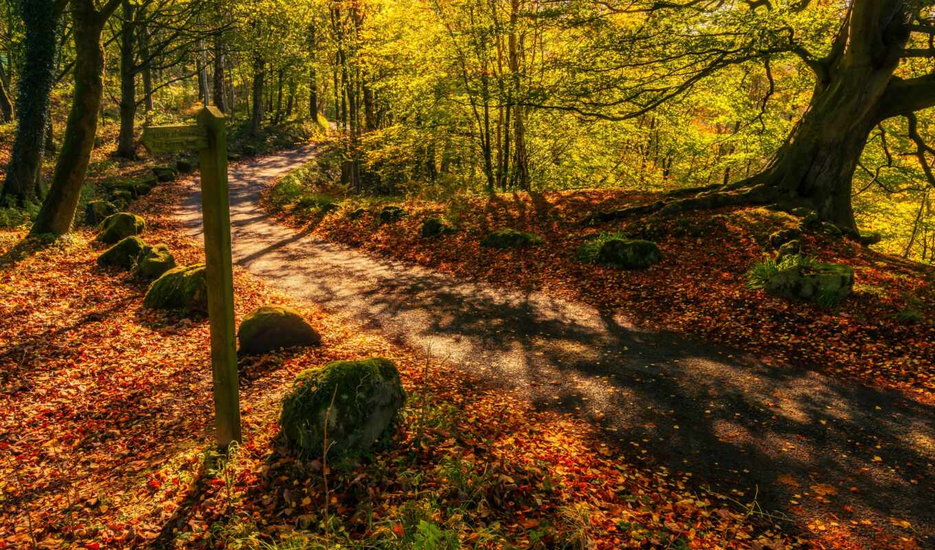 forest, autumn, England, uk, puzzle