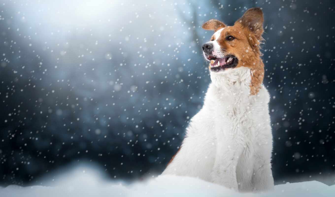 снег, winter, собака, animal, лапа, pxfuelpage
