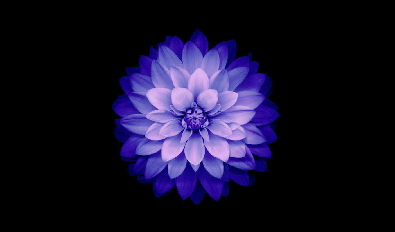 flowers, android, blue, iphone, live, effect, ios, apk, petals
