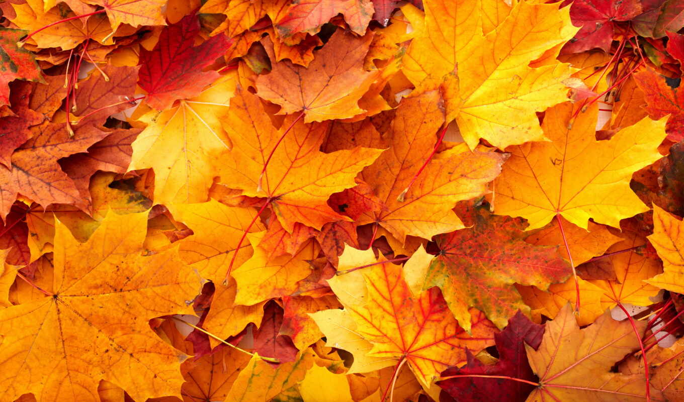 desktop, free, фон, листья, осень, пасть, leaf