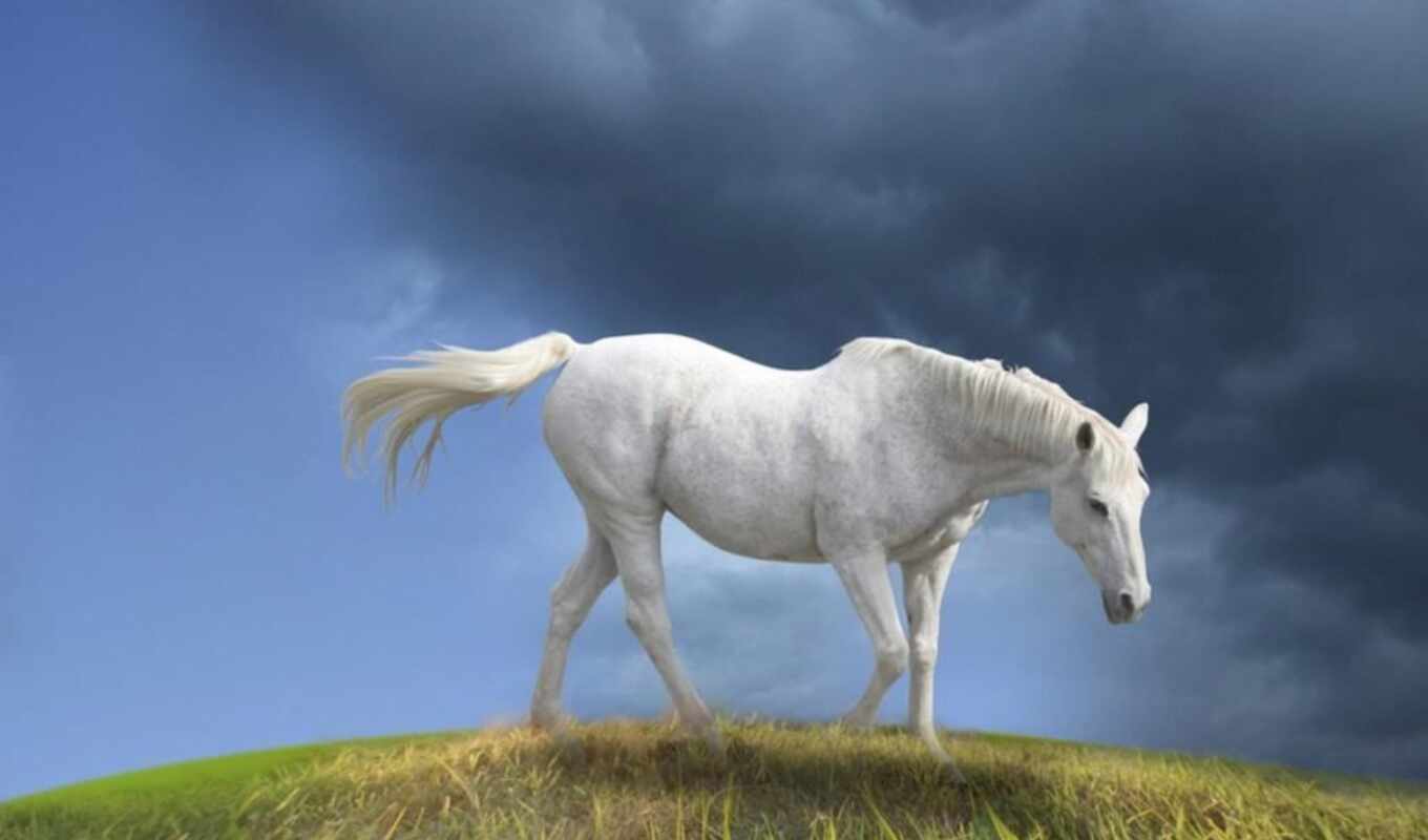 white, free, изображение, лошадь
