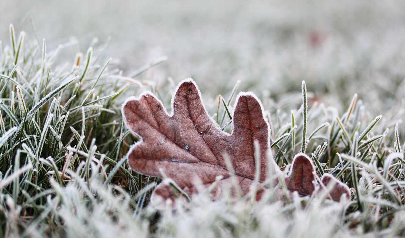 desktop, frost, grass, winter, leaves, cold, macrophotography