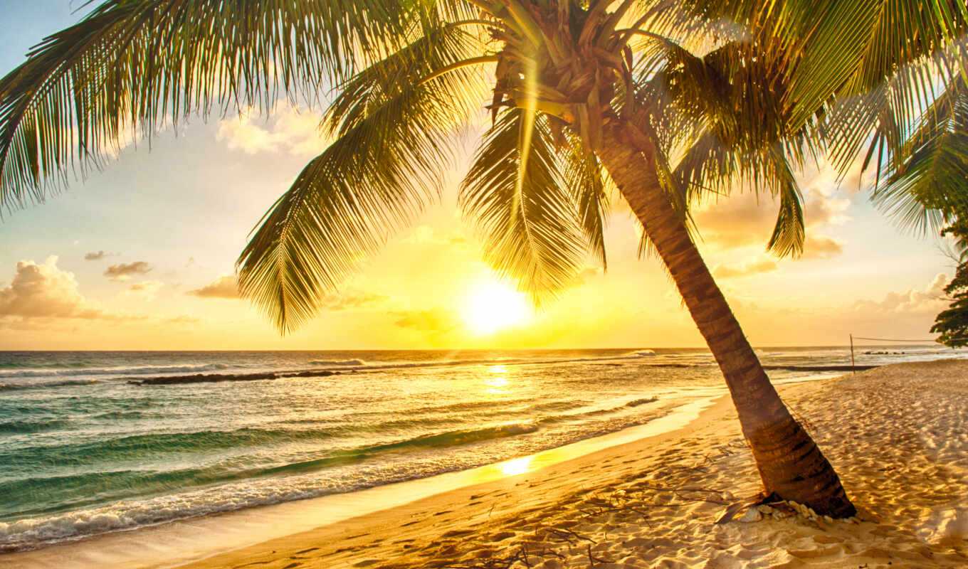 sunrise, beach, palm, because