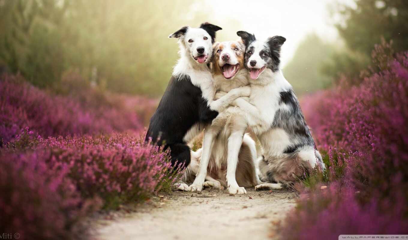 dog, animal, friend, border, collie