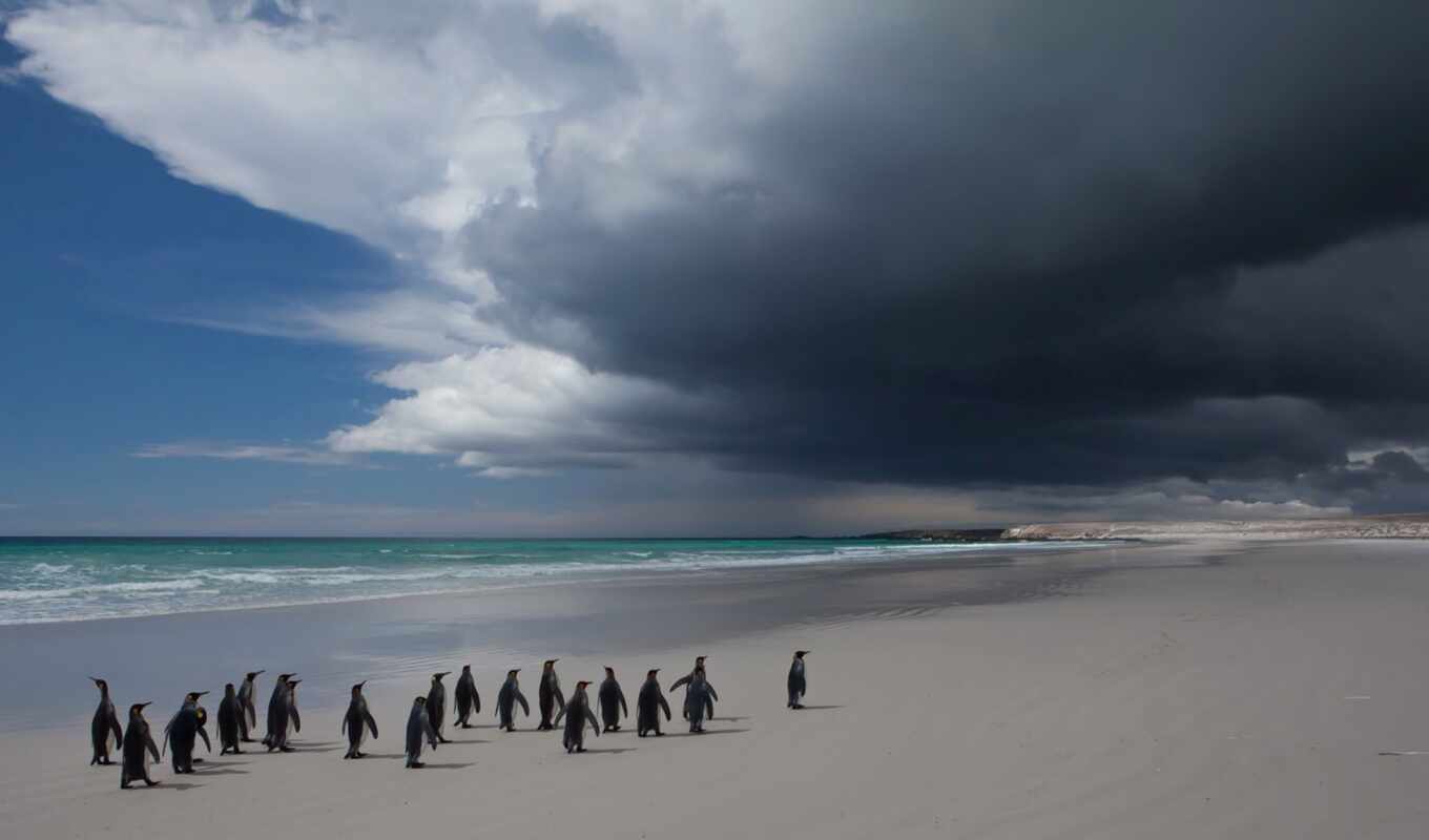beach, sea, cloud, ocean, bird, sheep, penguin