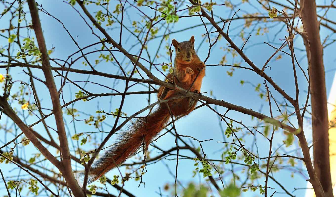 tree, beautiful, squirrels