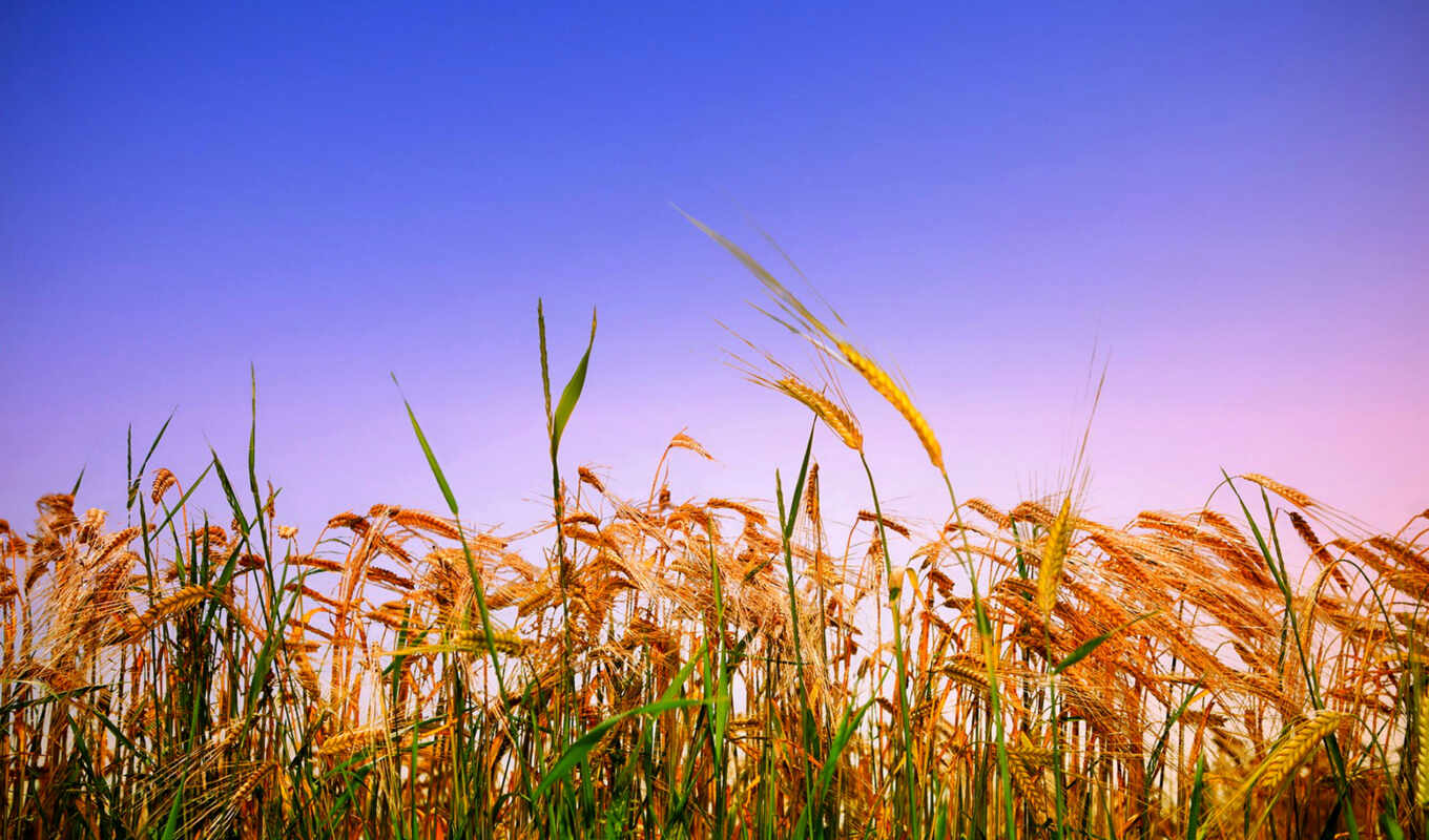 небо, summer, поле, хлеб, rye, пшеница, колосья, золотистые, сельское, злаки