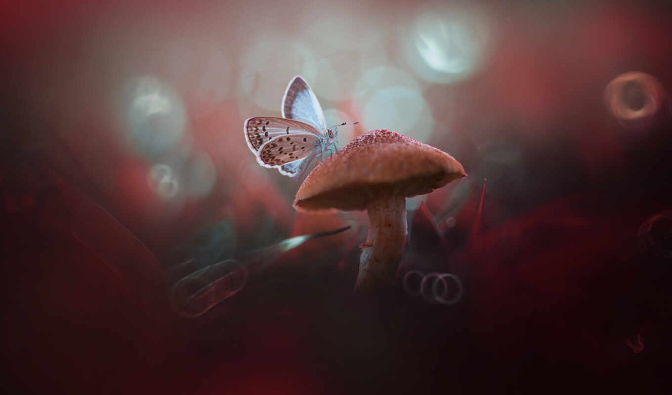 butterfly, mushroom