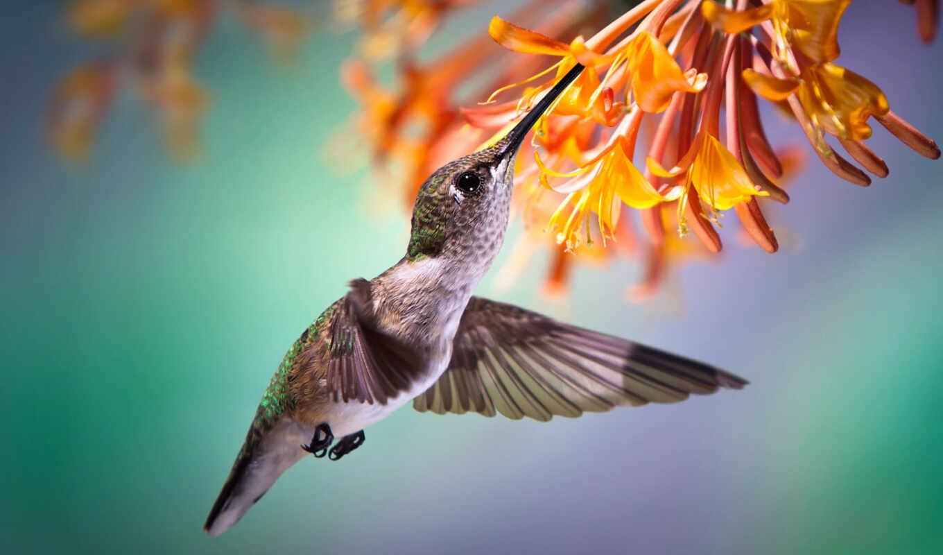 flowers, bird, animal, nectar, navigation, hummingbirds, bird