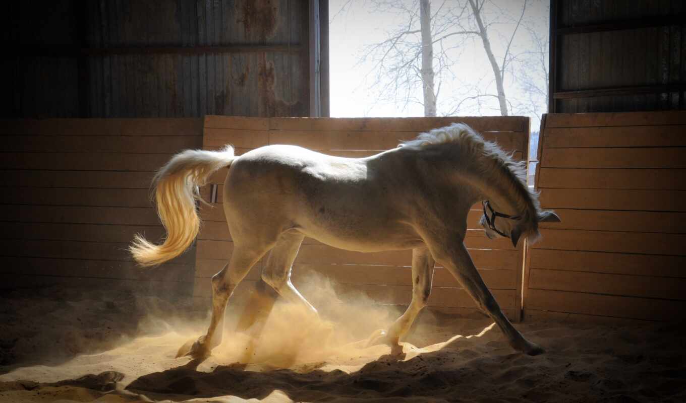 white, лошадь, mustang, браун, грива, stallion, загон