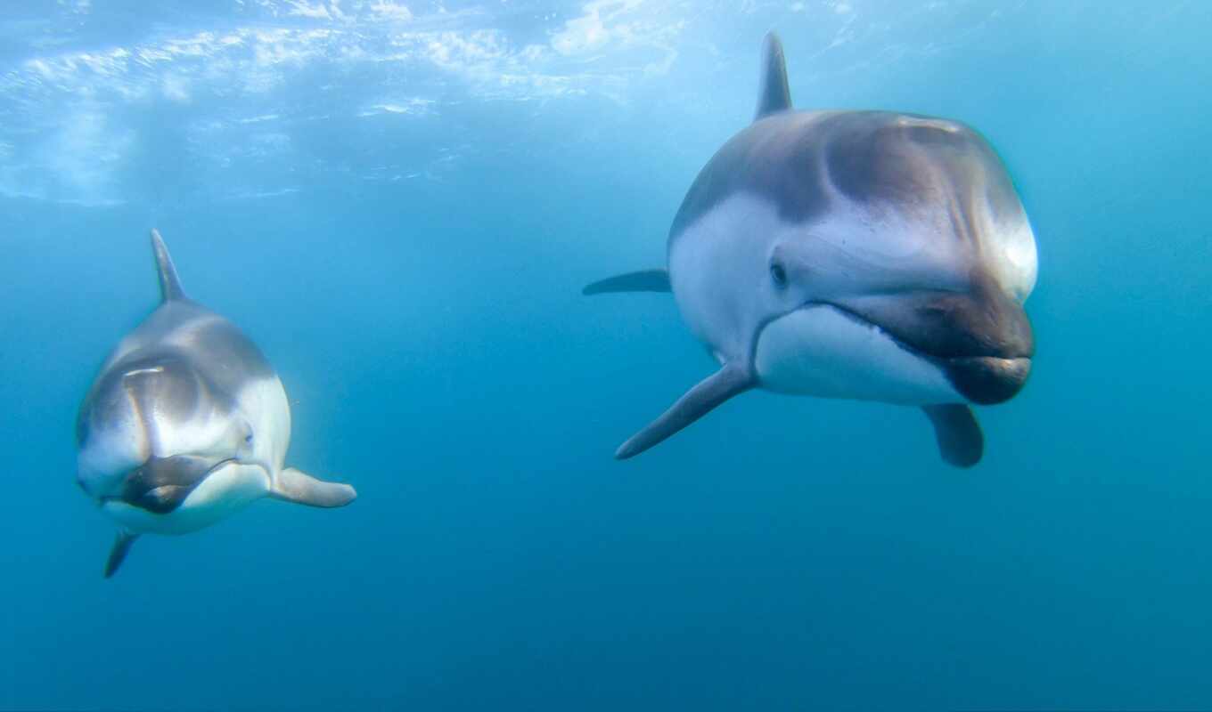 blue, water, ocean, дельфин, side, underwater, shirokoformatnyi
