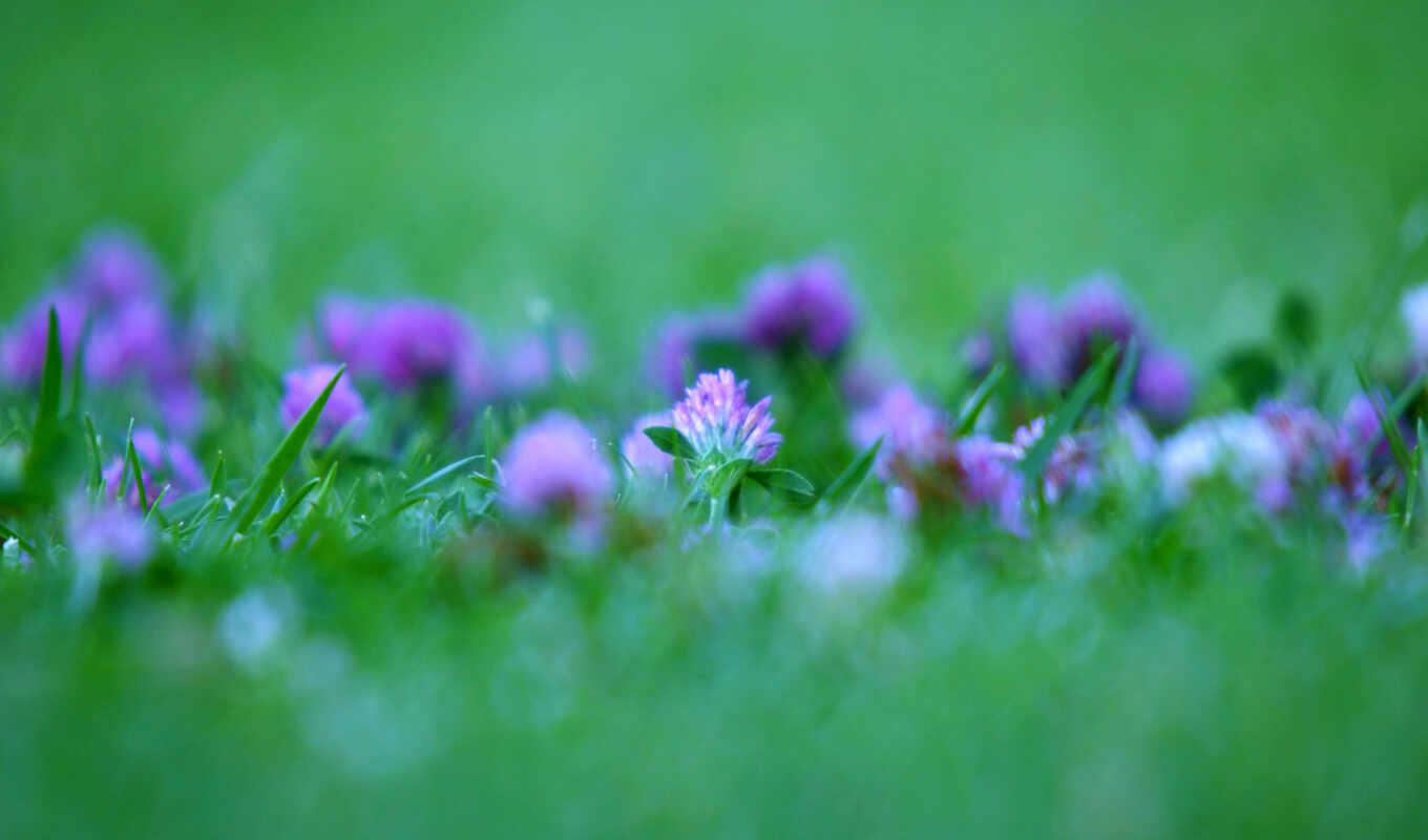 цветы, purple, трава, красивый, кактус, clover