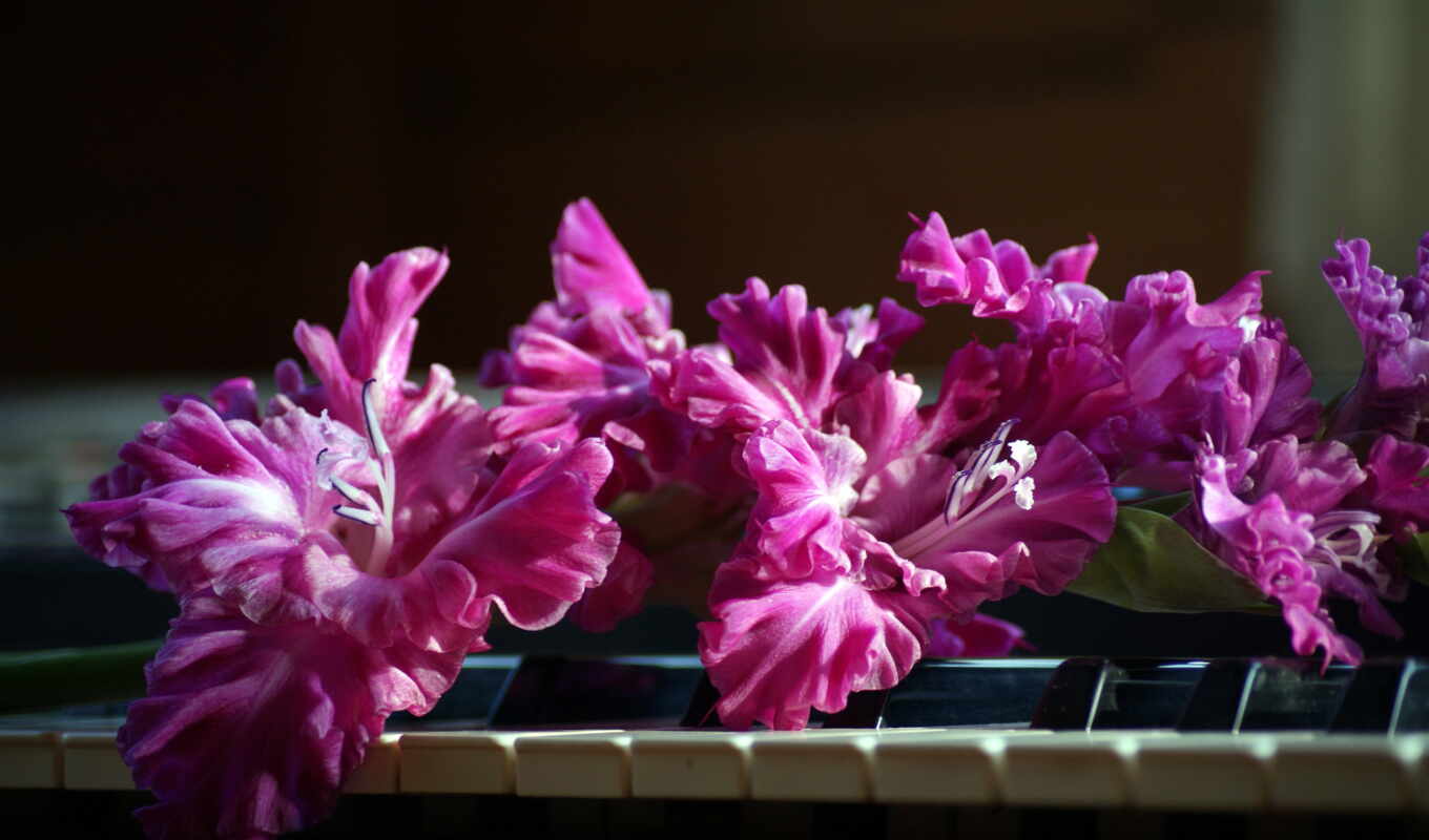 flowers, pink, gladyolus