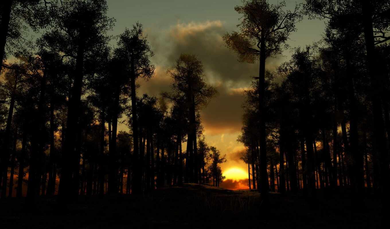 sunset, forest, evening, trees, suns, rising, clouds