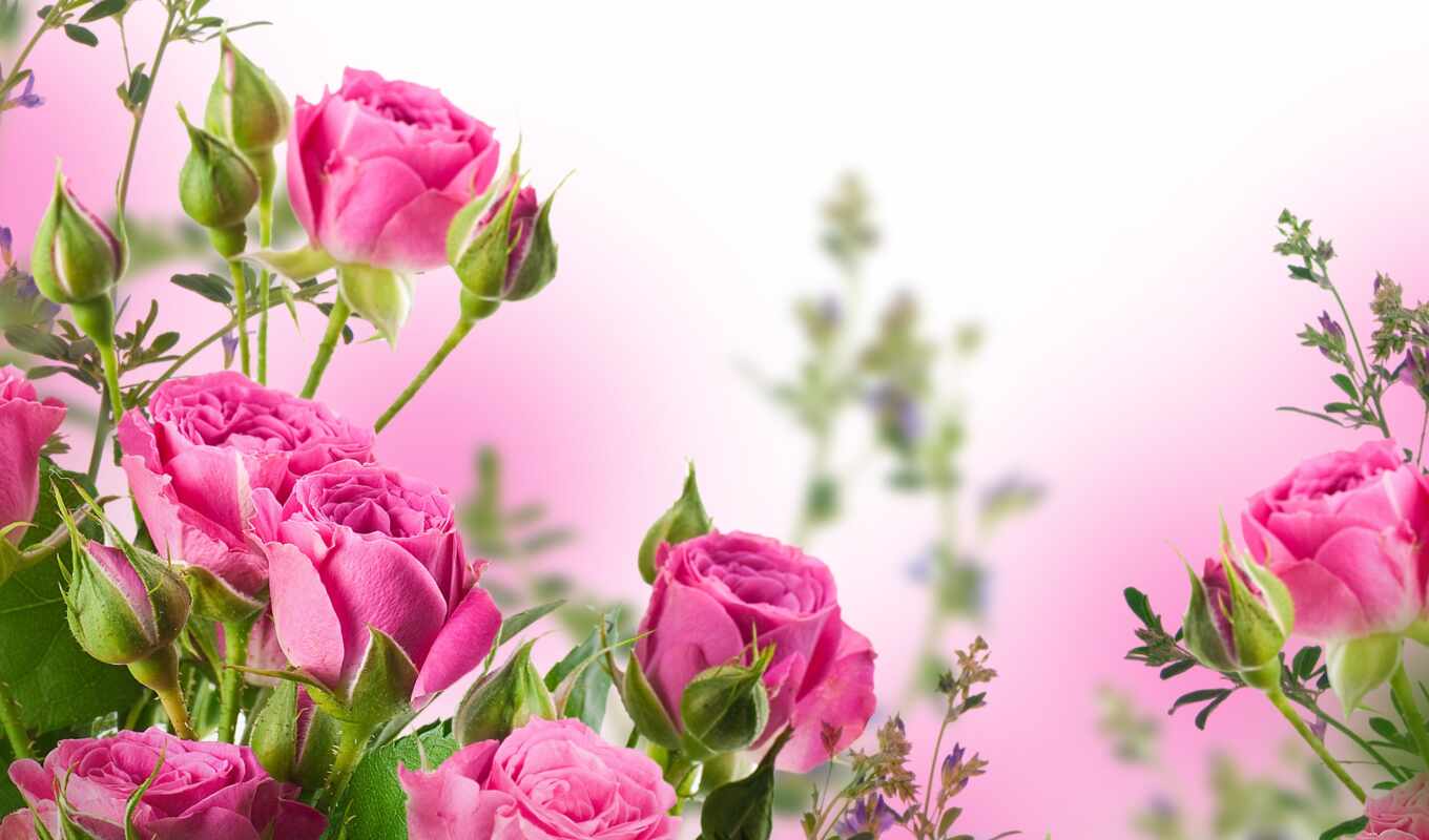 roses, pink, bouquet, cvety, buds, petals, leaves