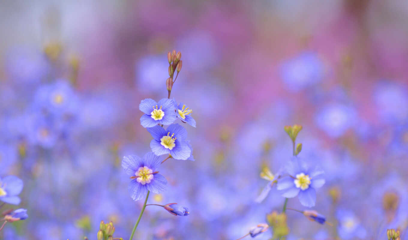 blue, розы, flowers, голубые, розовые, полевые, желтые, синие, весны, cvety, колосья