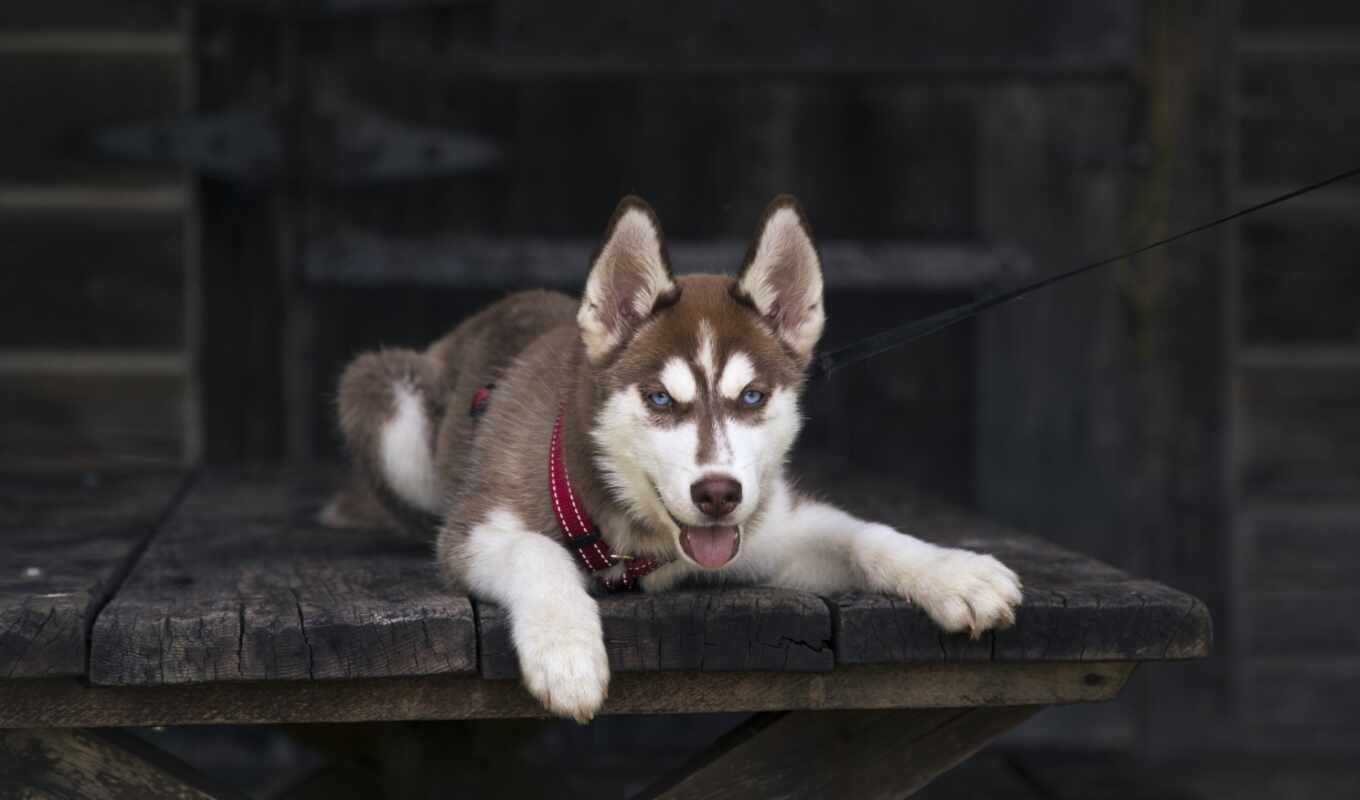 dog, puppy, husky, tapety, pulpit, pies, siberian