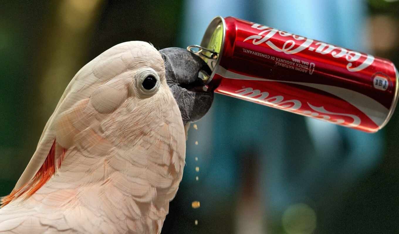 collection, user, see, coca, bird, a parrot, drink, meme, the, gut