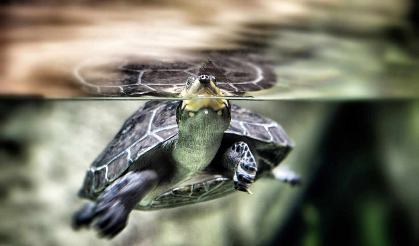turtle, swim, standard, disease, krasnouhii