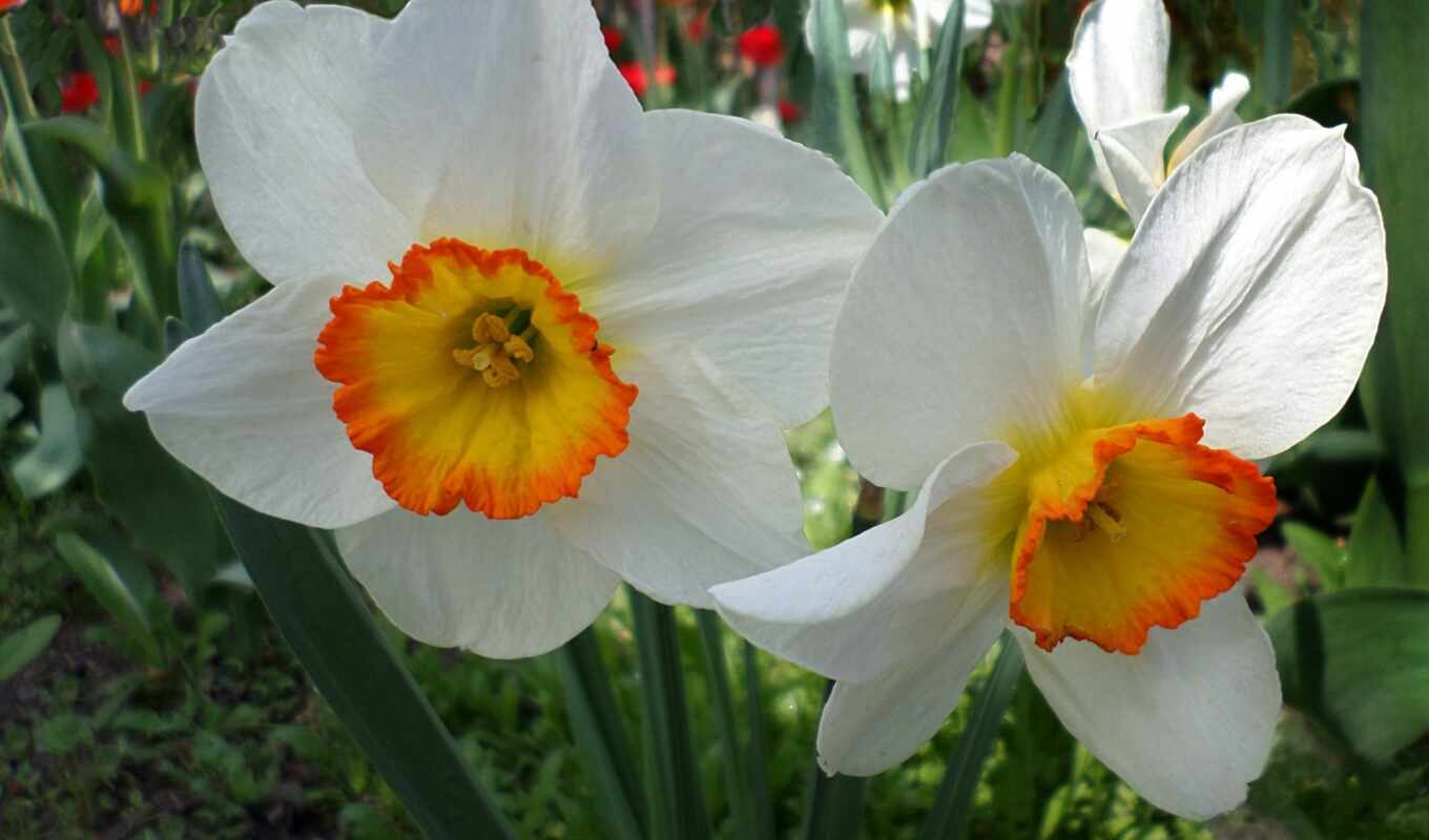 flowers, green, april, dark, spring, petal, tulip, leaf, narcissus, daffodil