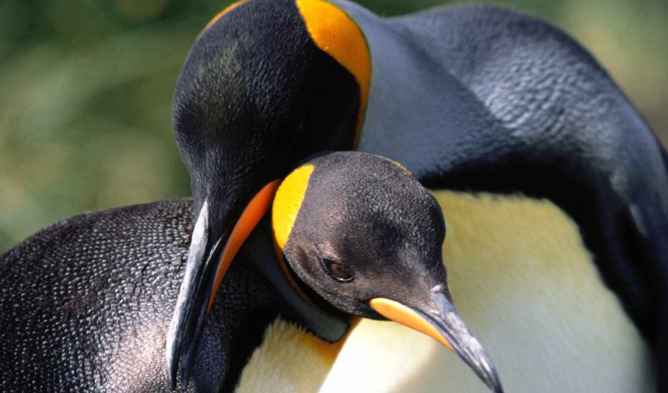 пингвины, два, пингвина, обнимаются